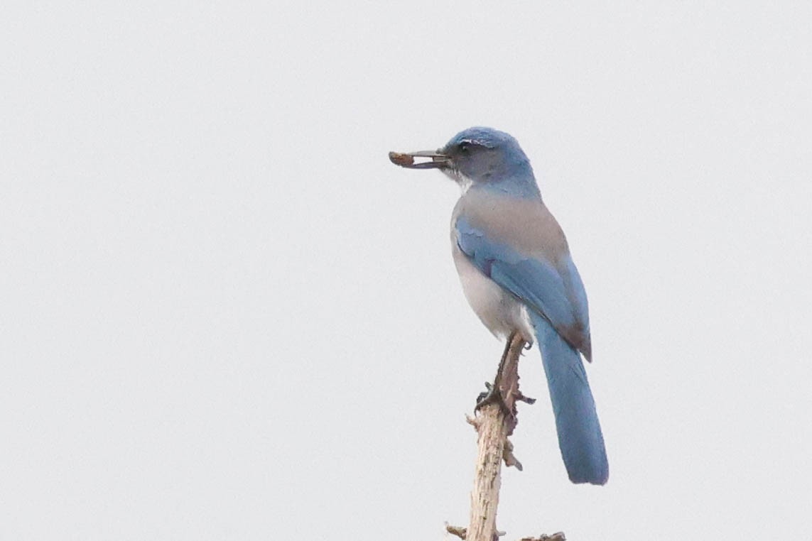 Woodhouse's Scrub-Jay - ML645698316
