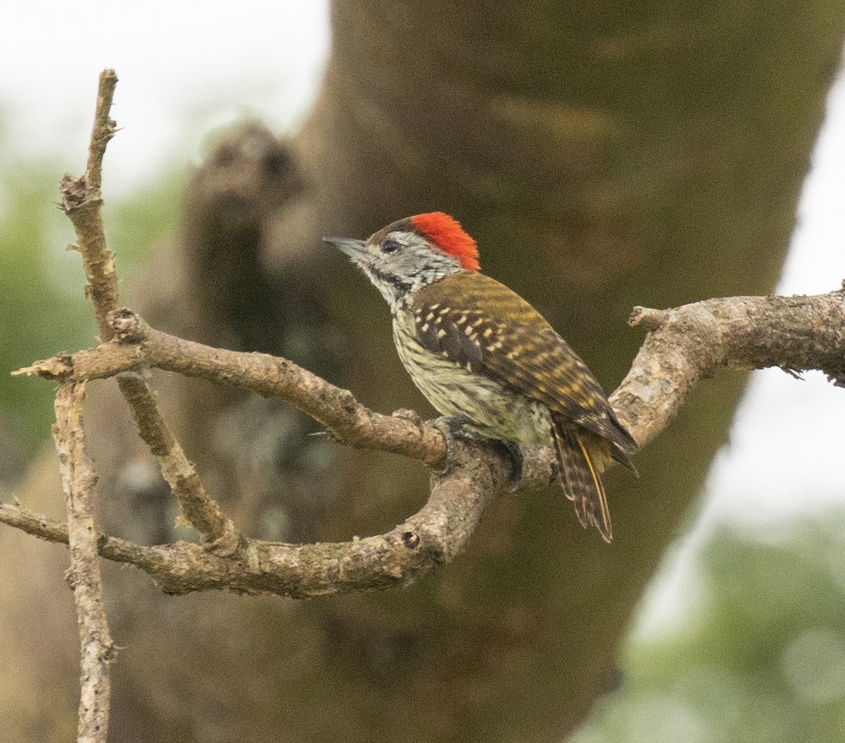 Cardinal Woodpecker - ML645698334