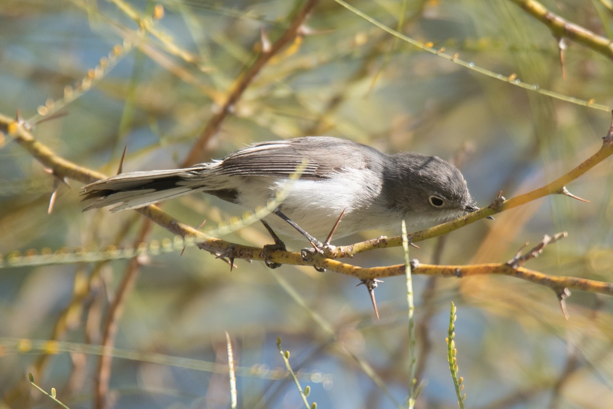 Голубая комароловка - ML645698341