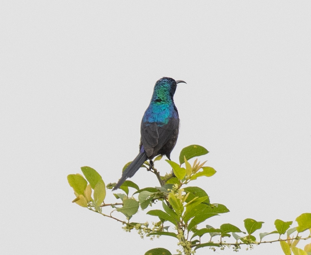 Schmucknektarvogel - ML645698350