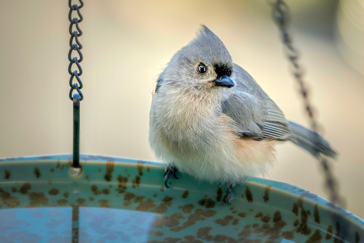 Grauhäubchenmeise - ML645698351