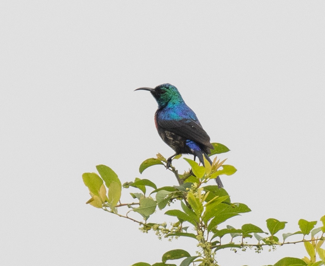 Schmucknektarvogel - ML645698352