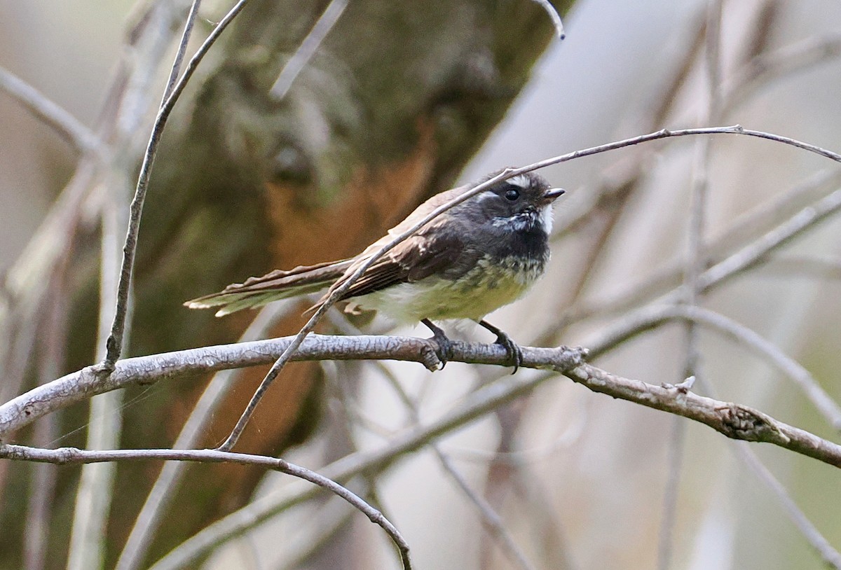 Graufächerschwanz - ML645698353