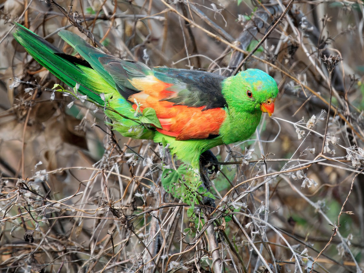 Rotflügelsittich - ML645698354