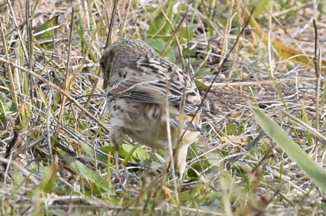 Spornammer - ML645698355