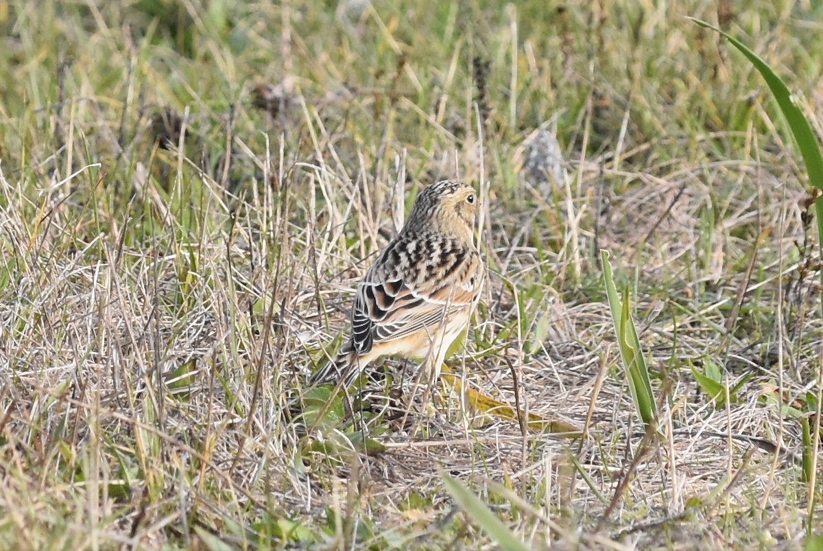 Spornammer - ML645698356