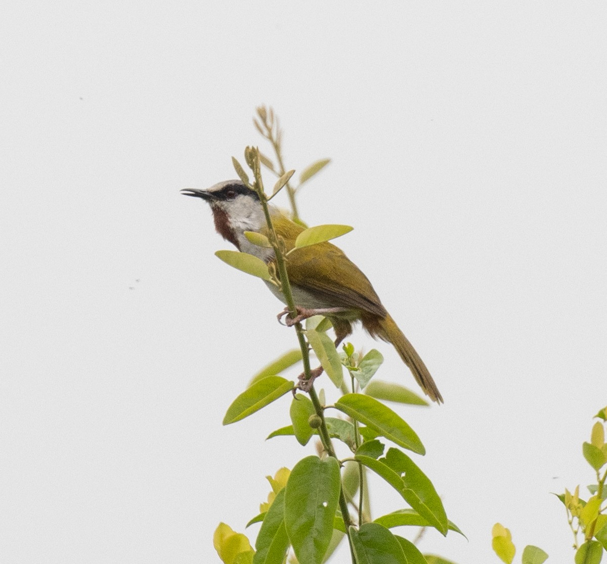 Graukappensänger - ML645698357