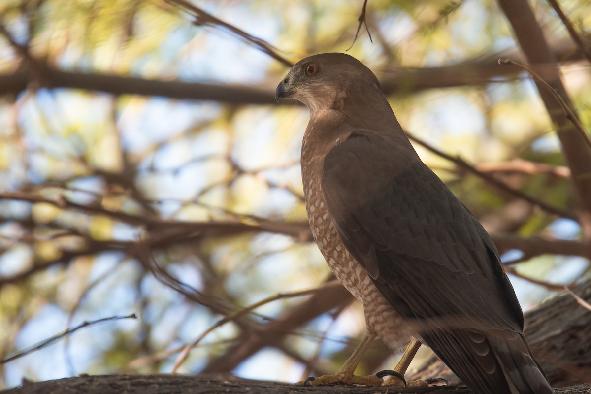 Rundschwanzhabicht - ML645698358