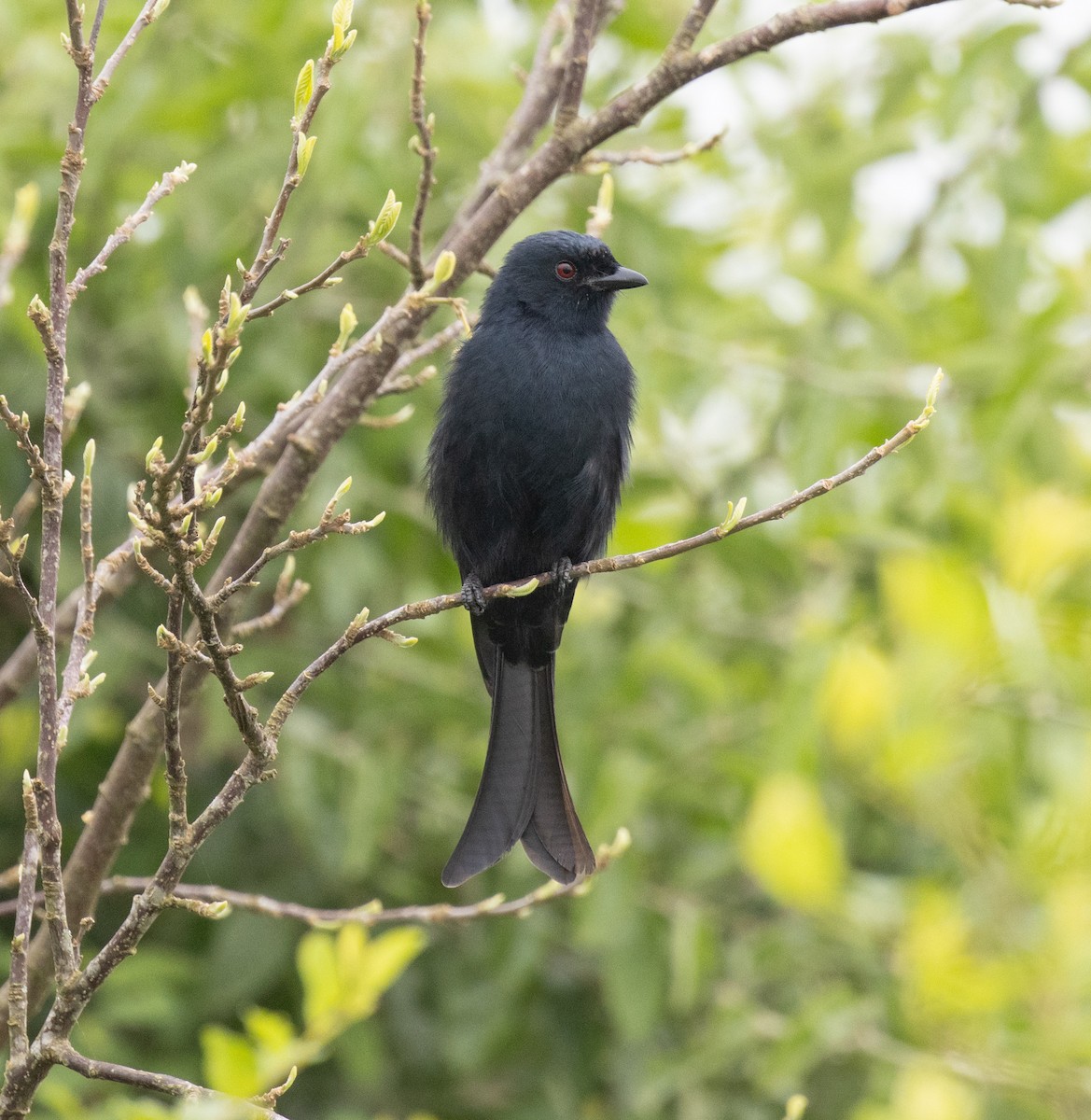 Trauerdrongo (Glanzmanteldrongo) - ML645698359