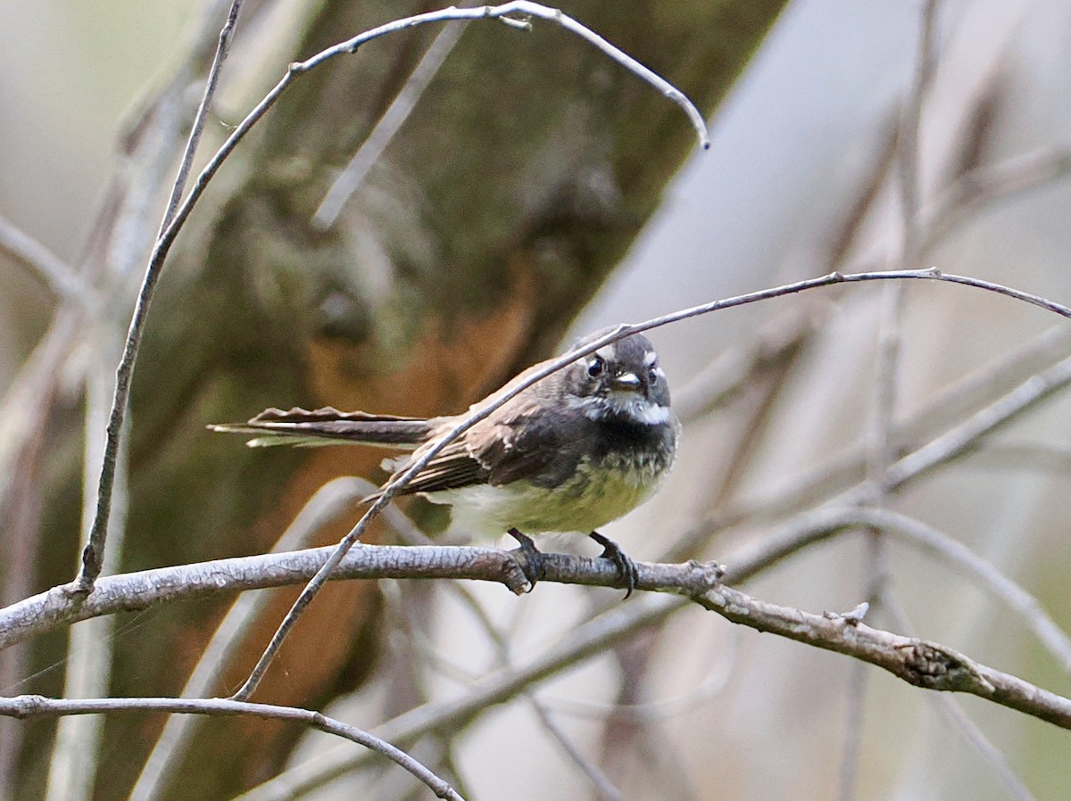 Graufächerschwanz - ML645698360