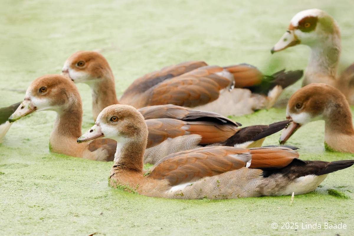 Nilgans - ML645698361