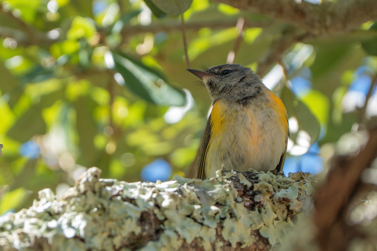 Rotschwanz-Waldsänger - ML645698362