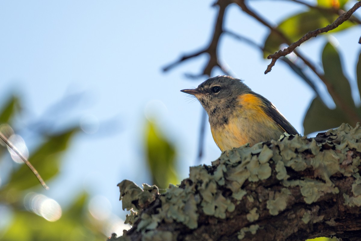 Rotschwanz-Waldsänger - ML645698363