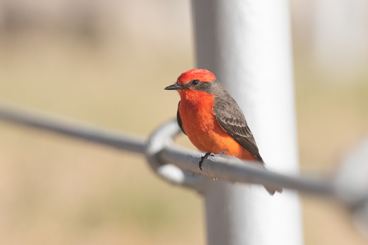 Rubintyrann - ML645698364