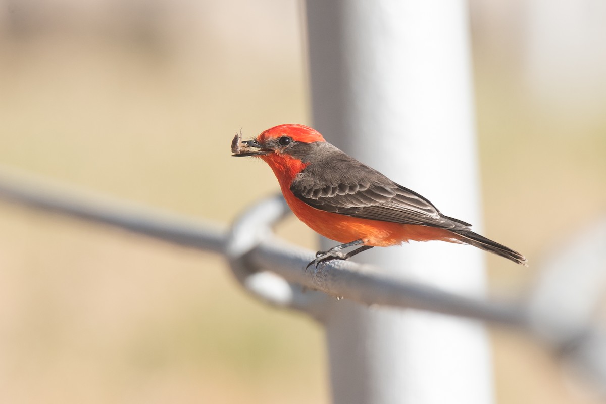 Rubintyrann - ML645698365