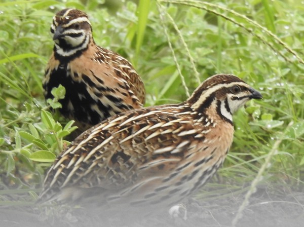 Regenwachtel - ML645698366