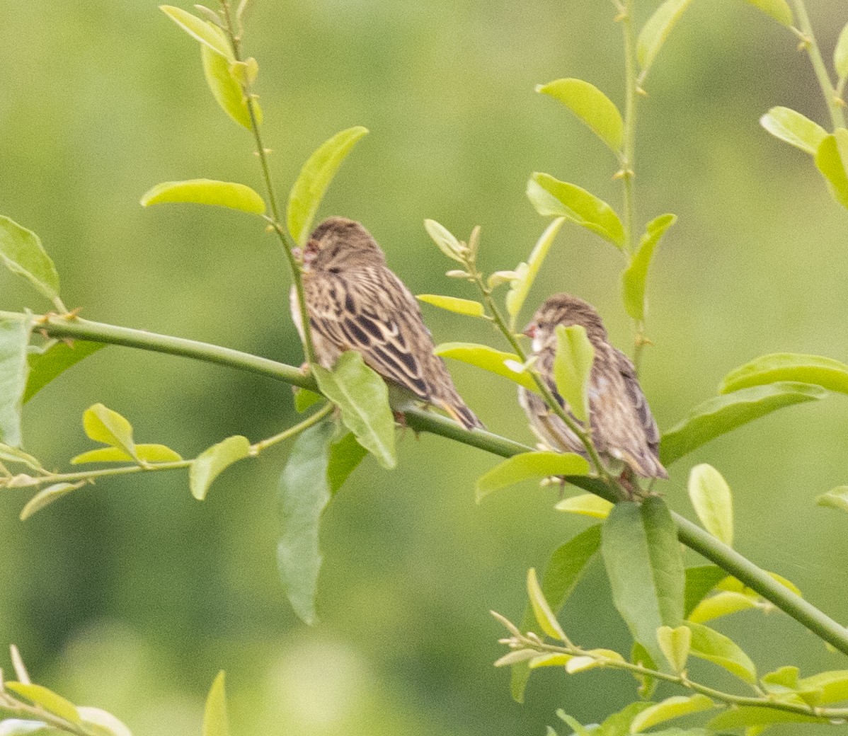 Blutschnabelweber - ML645698367