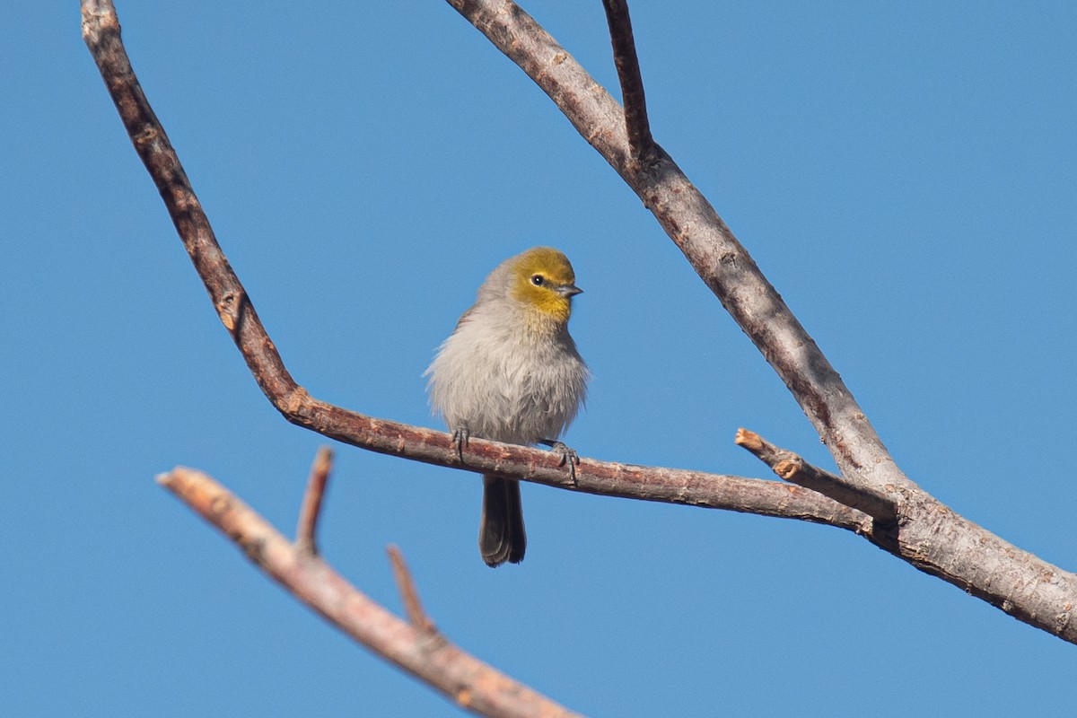 Goldkopf-Beutelmeise - ML645698368