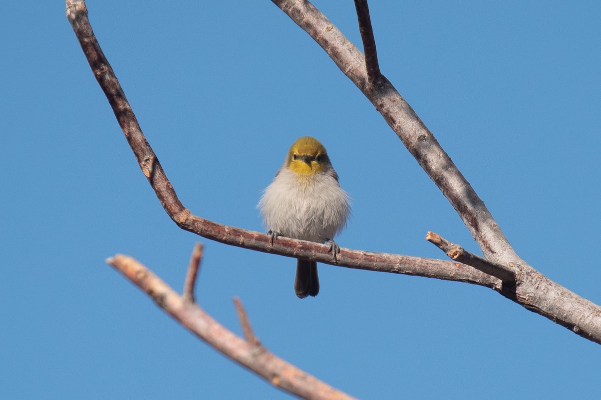 Goldkopf-Beutelmeise - ML645698369