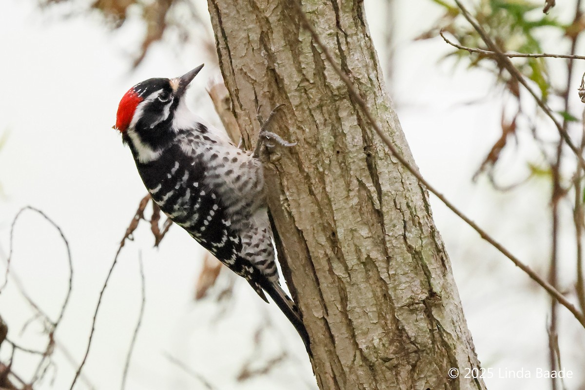 Nuttallspecht - ML645698371