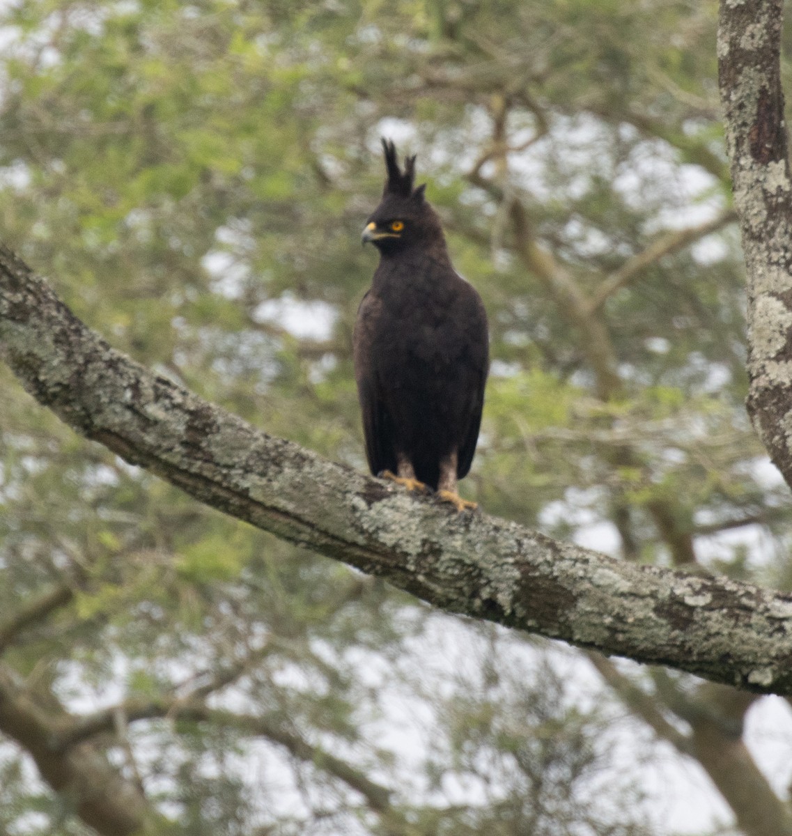 Schopfadler - ML645698372