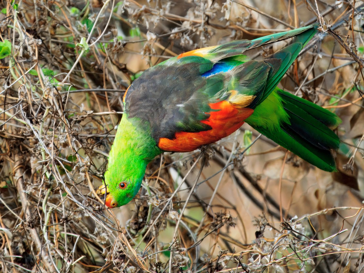 Rotflügelsittich - ML645698373