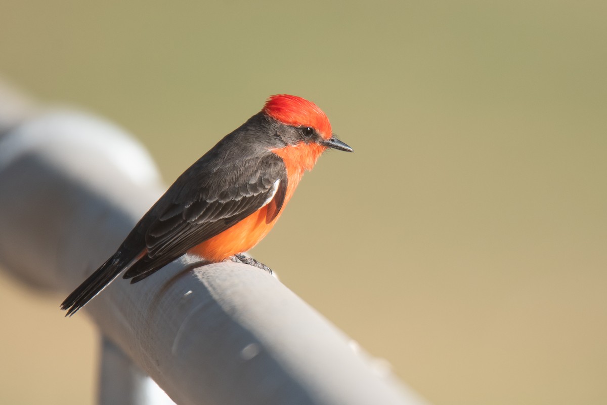 Rubintyrann - ML645698375