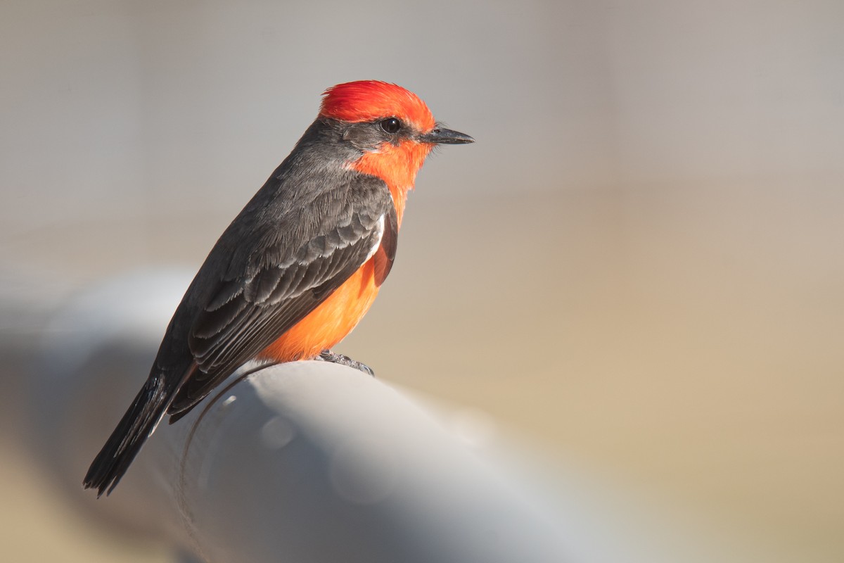 Rubintyrann - ML645698377