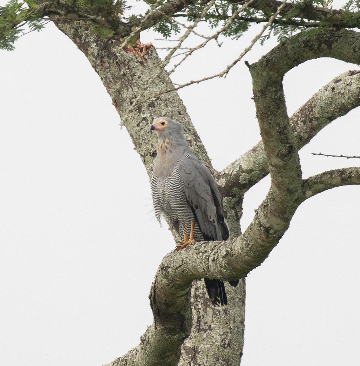 Höhlenweih - ML645698378