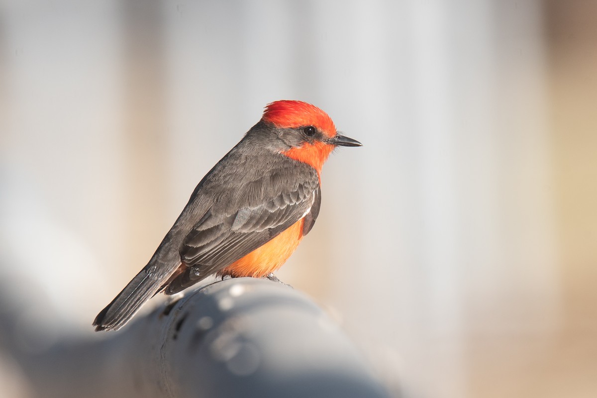 Rubintyrann - ML645698379