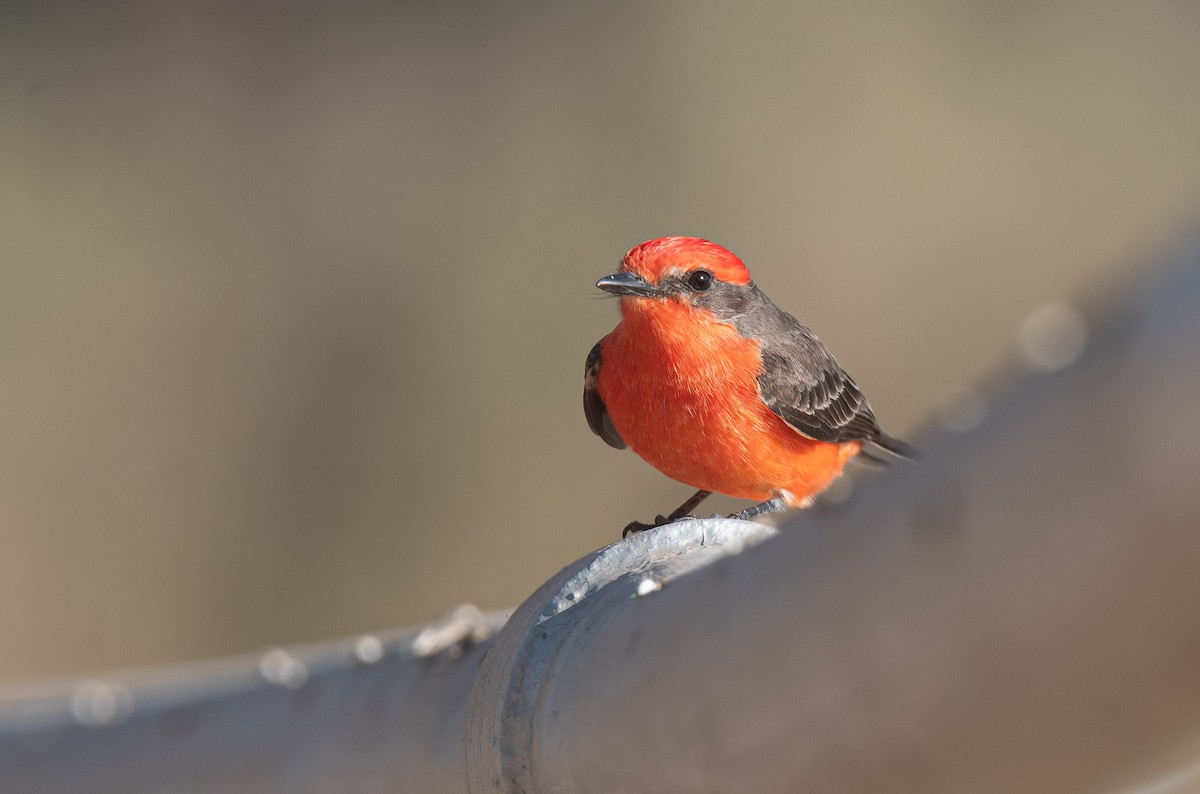 Rubintyrann - ML645698380