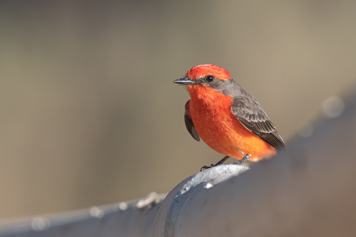 Rubintyrann - ML645698381