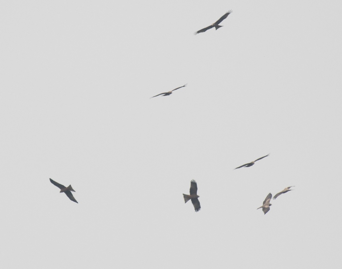 Schwarzmilan (Schmarotzermilan) - ML645698382