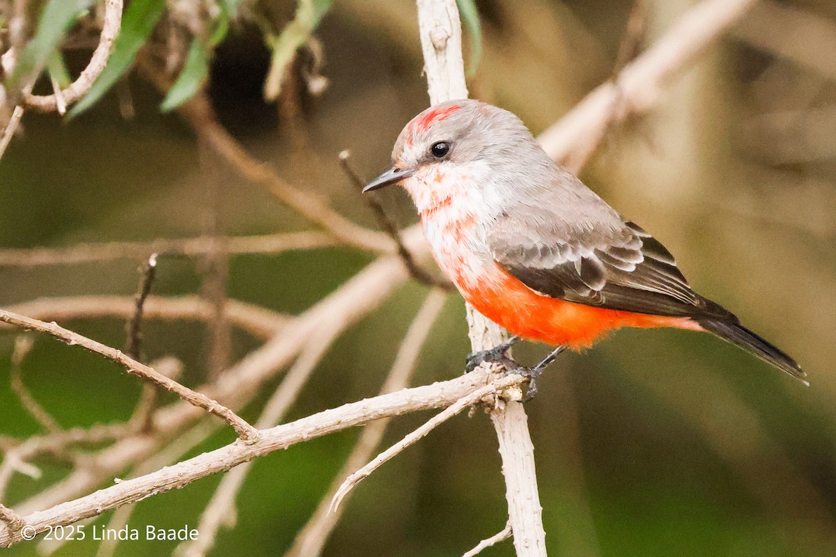 Москверо вогнистий - ML645698383