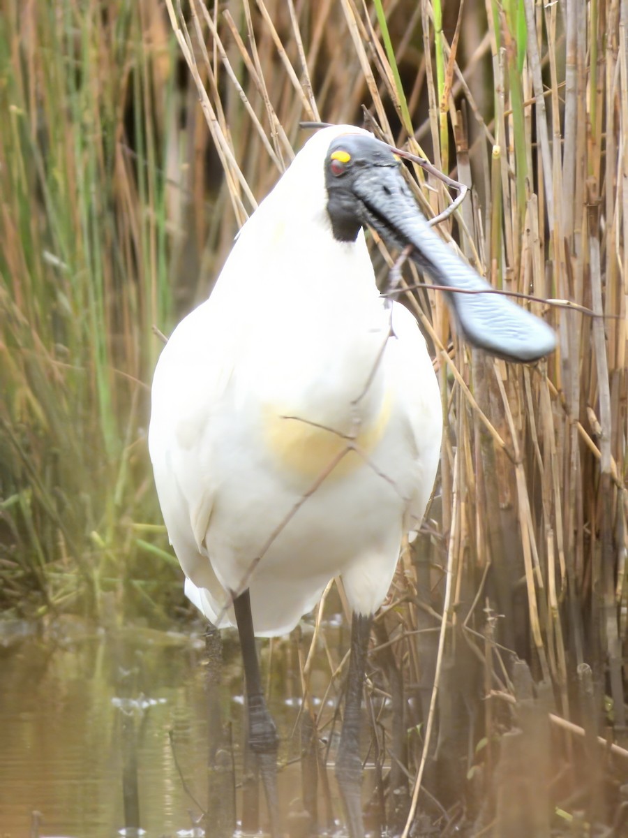 Косар королівський - ML645698384
