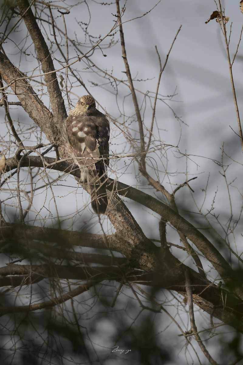 Яструб малий - ML645698385