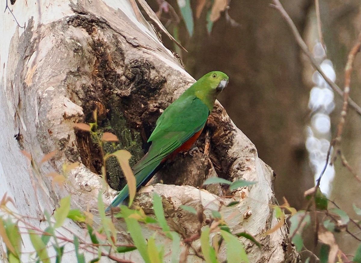 Алістер королівський - ML645698386