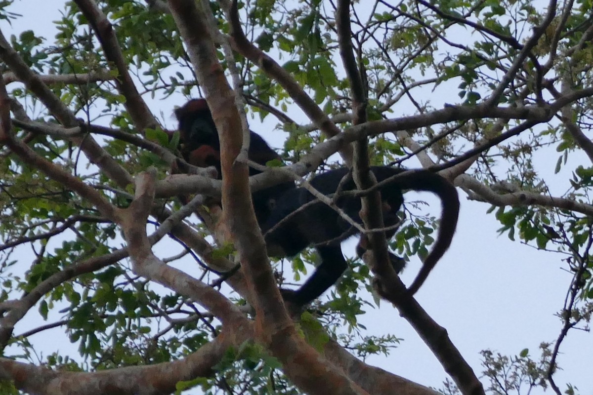 Red-handed Howler Monkey - ML645698387