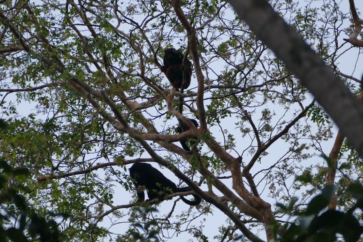 Red-handed Howler Monkey - ML645698388