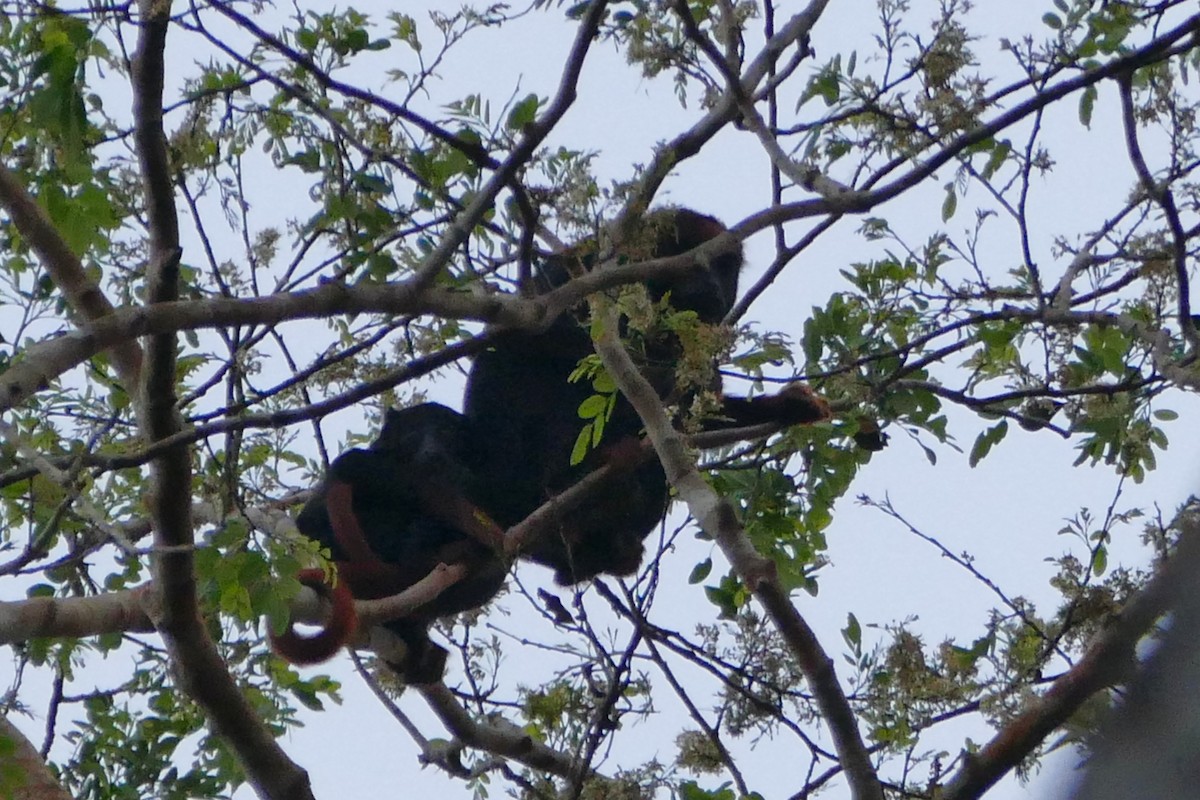 Red-handed Howler Monkey - ML645698389