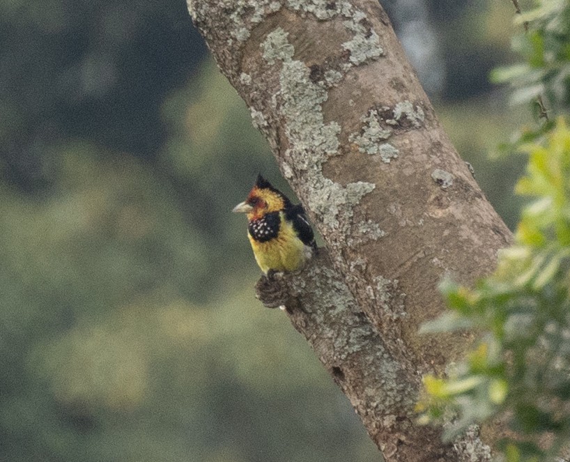 Барбудо чубатий - ML645698390