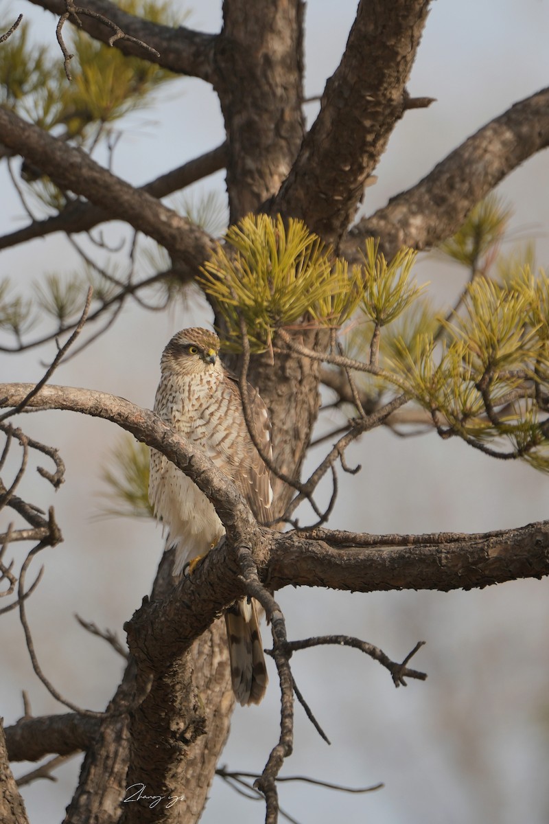 Яструб малий - ML645698391