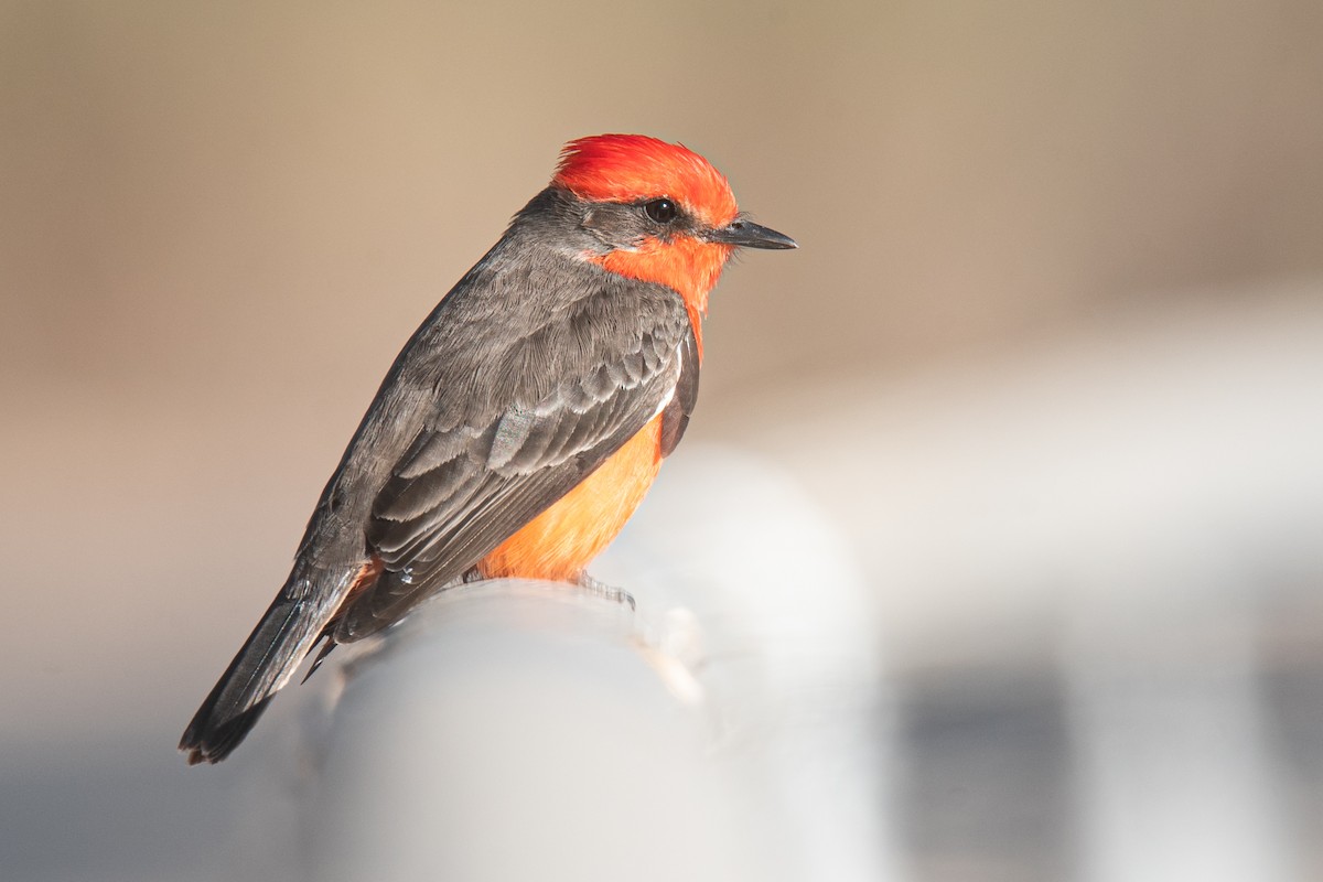 Москверо вогнистий - ML645698392