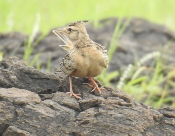 Посмітюха індійська - ML645698393