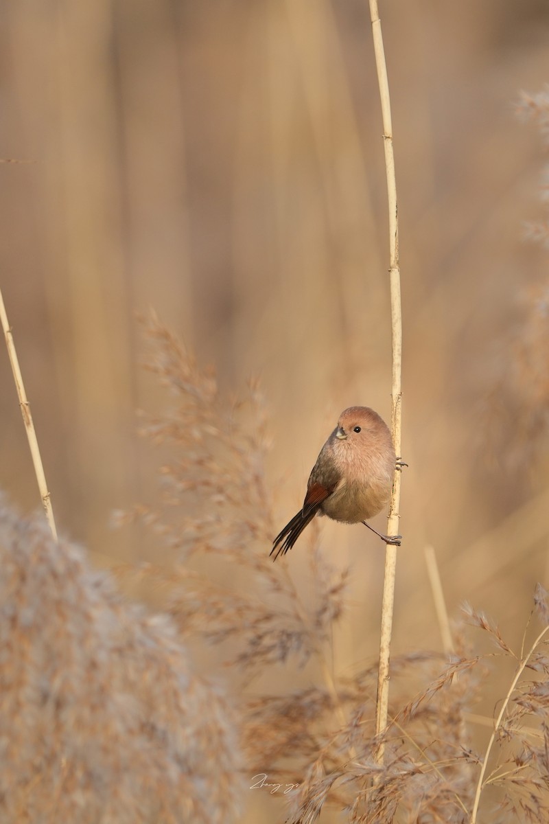 Сутора бура - ML645698395