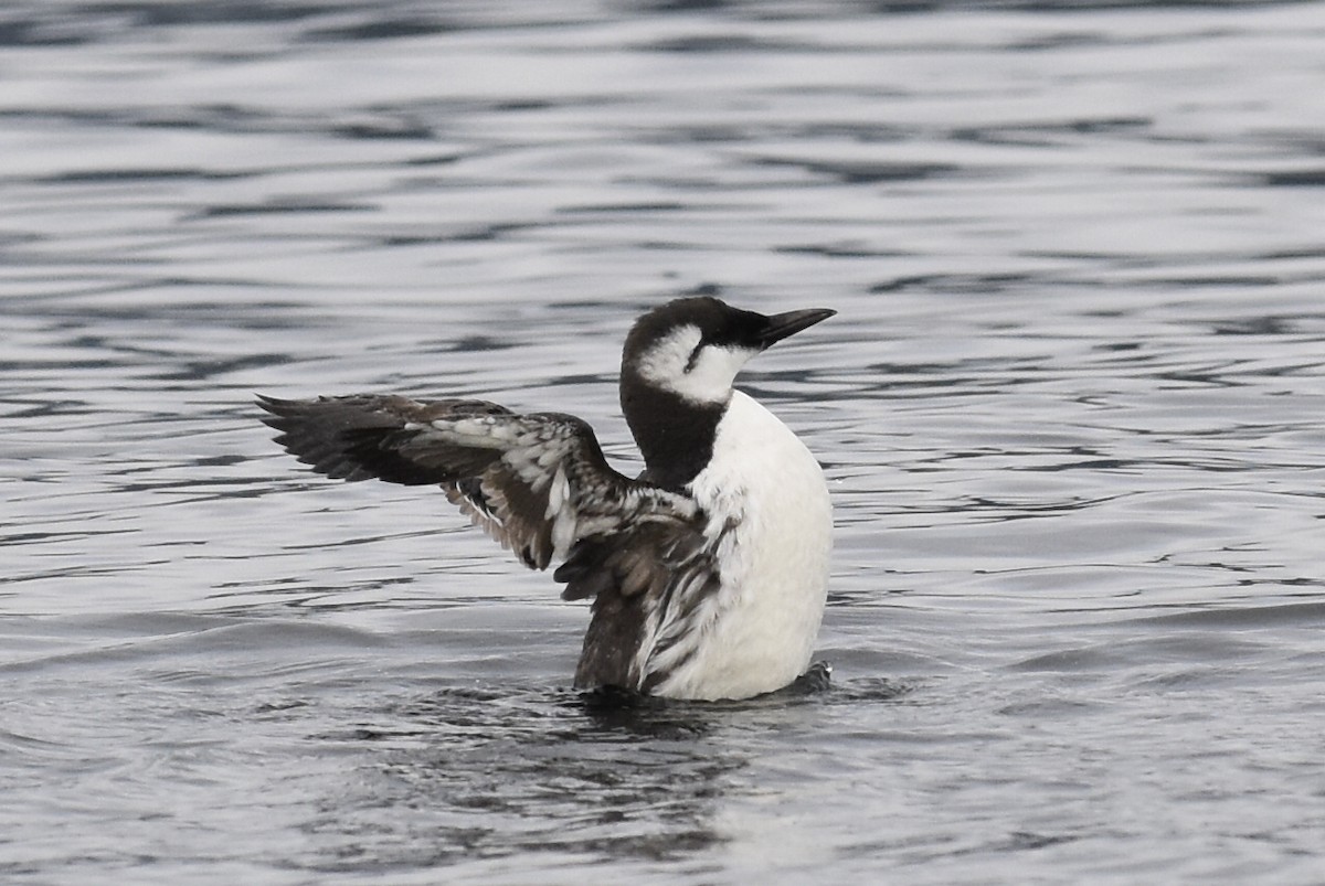 Кайра тонкодзьоба - ML645698396