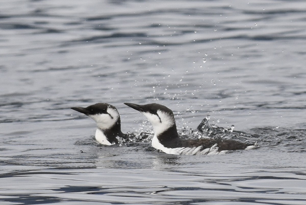 Кайра тонкодзьоба - ML645698397