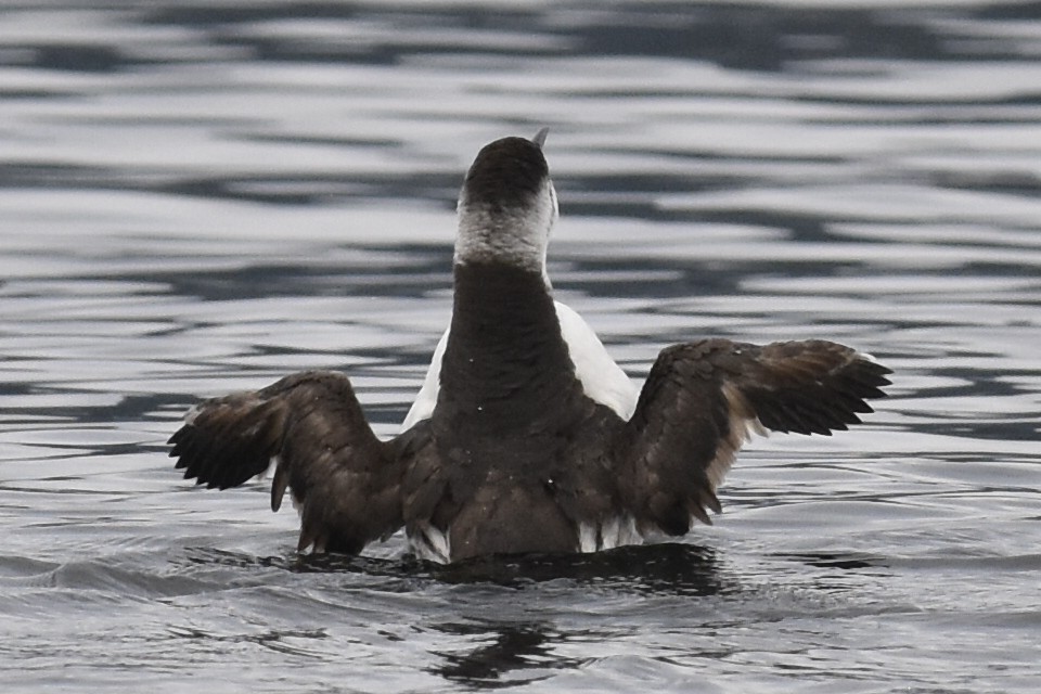 Кайра тонкодзьоба - ML645698398