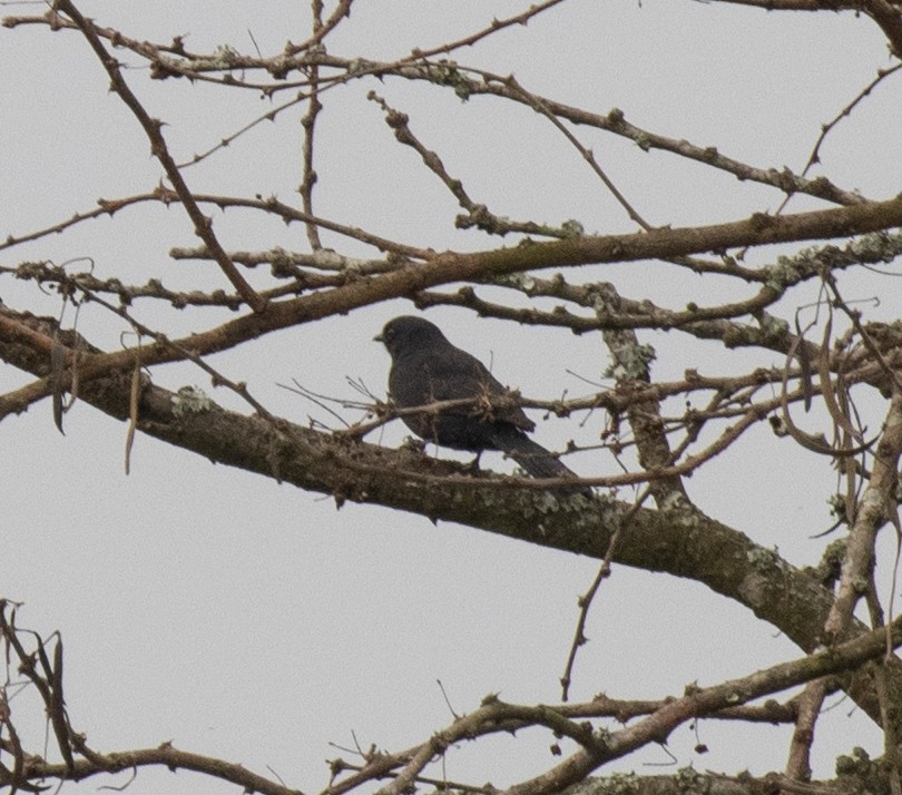 Мухарка чорна - ML645698399