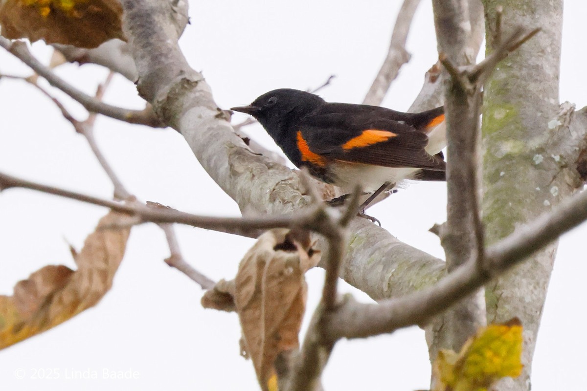 Пісняр горихвістковий - ML645698400